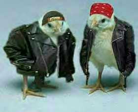bikerchicks.jpg