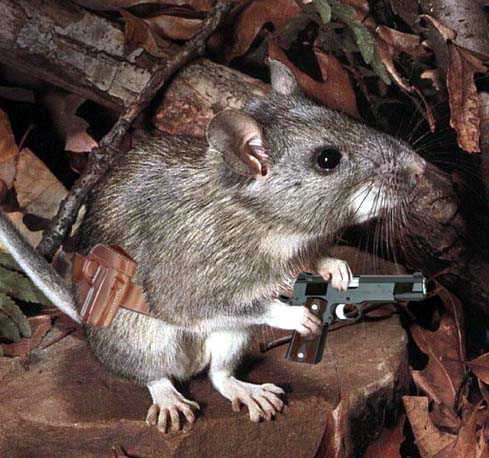 mousegun.jpg